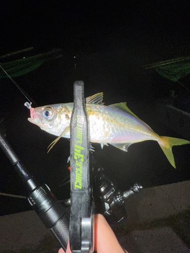 マアジの釣果