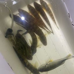 ハゼ