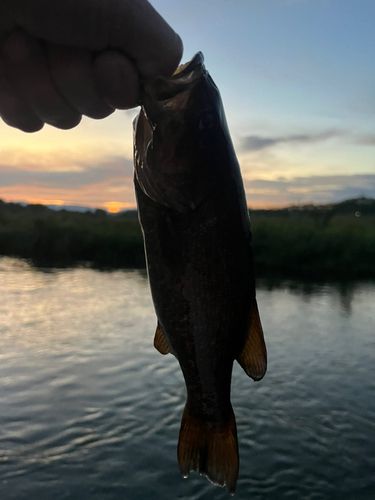 入間川上流