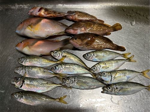 アジの釣果