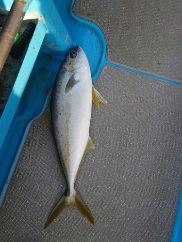 ブリの釣果