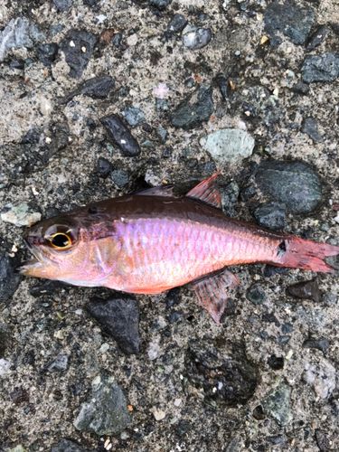 クロホシイシモチの釣果
