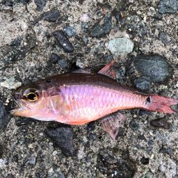 クロホシイシモチ