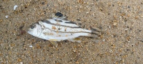 コトヒキの釣果