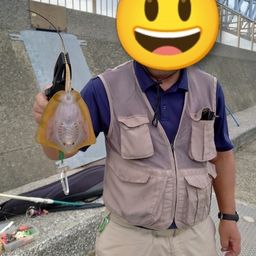 アカエイ