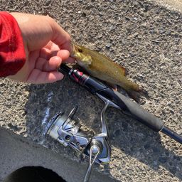 スモールマウスバス