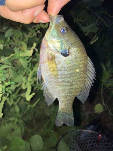 ブルーギルの釣果