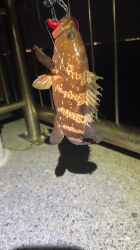 キジハタの釣果
