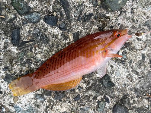 アカササノハベラの釣果