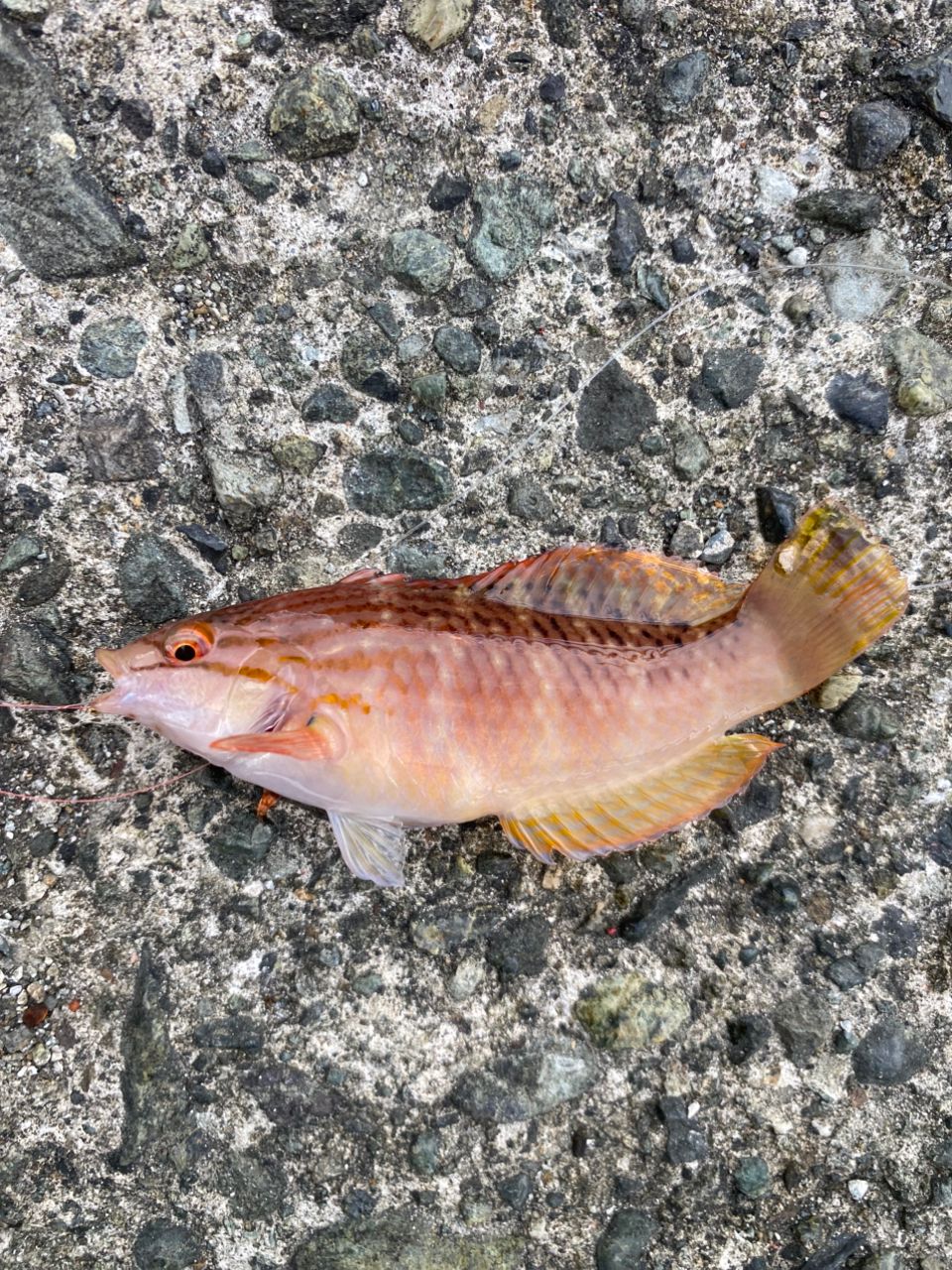 アカササノハベラ