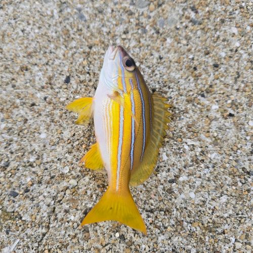 ヨスジフエダイの釣果