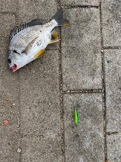 キチヌの釣果