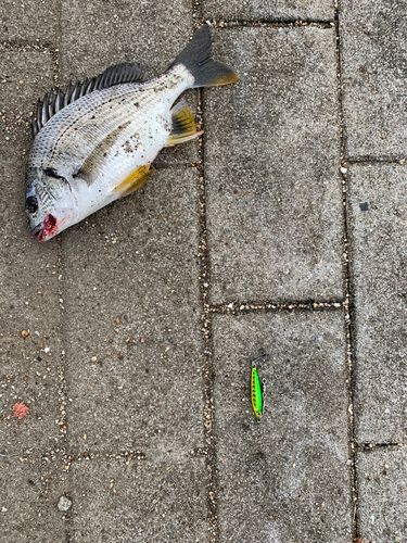 キチヌの釣果