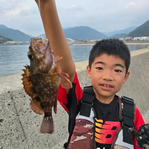 ガシラの釣果