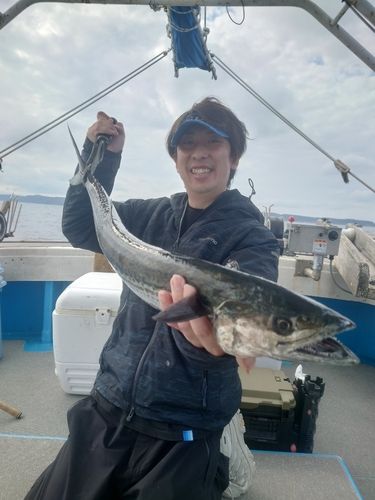サワラの釣果