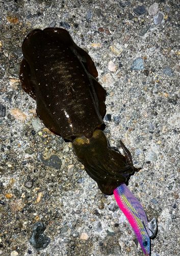 アオリイカの釣果
