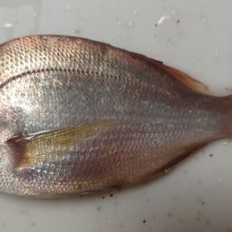 チャリコ