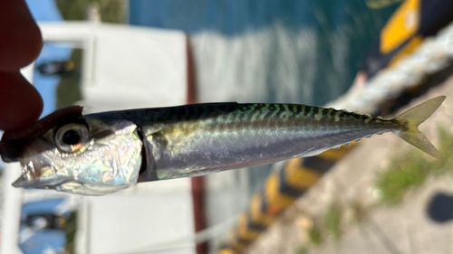 サバの釣果