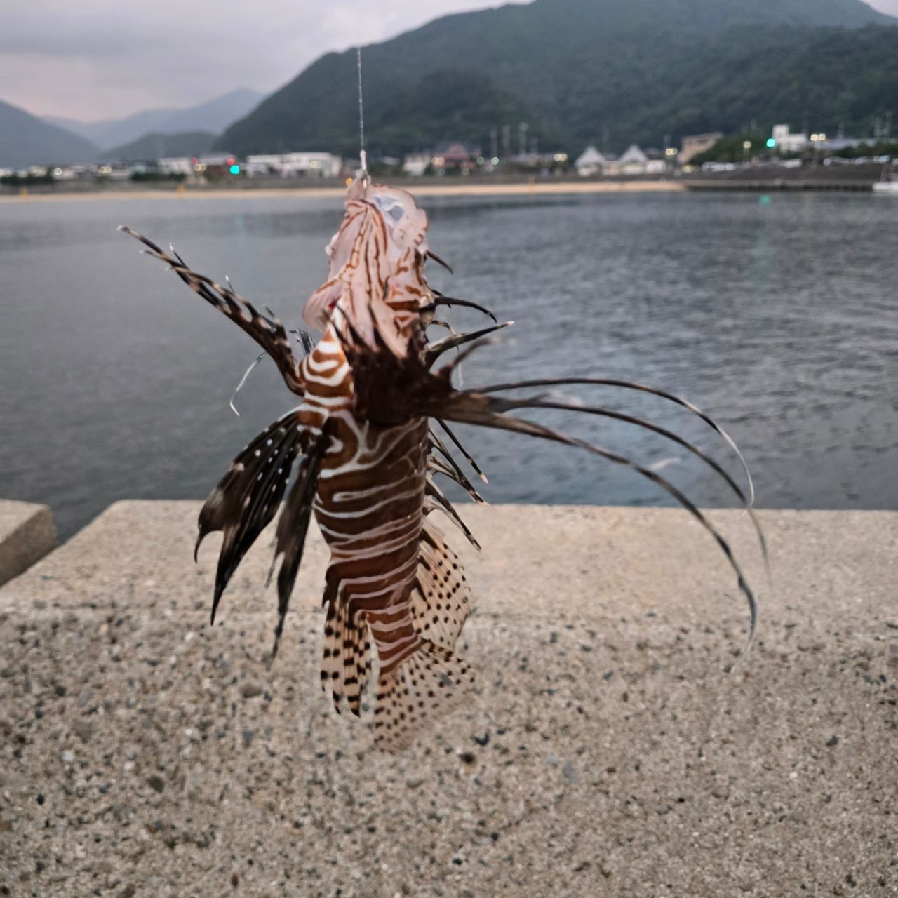 ハナミノカサゴ