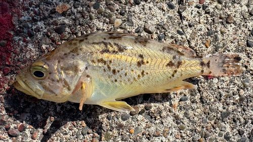 クロソイの釣果