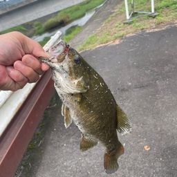 スモールマウスバス