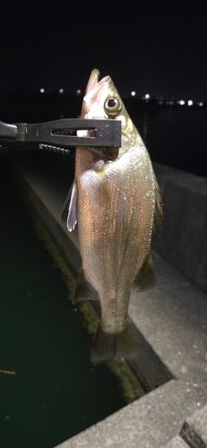 セイゴ（マルスズキ）の釣果