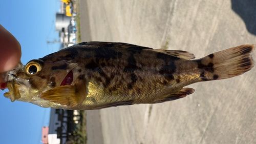 シマゾイの釣果