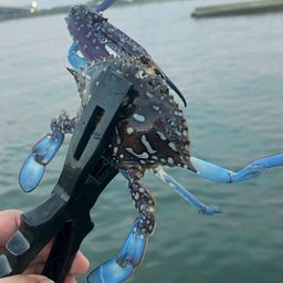 タイワンガザミ