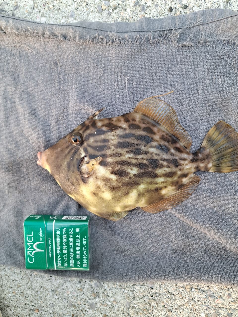 カワハギ