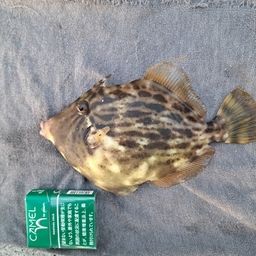 カワハギ
