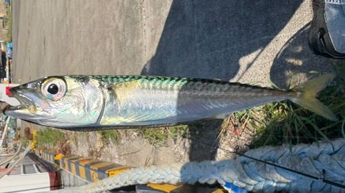 サバの釣果