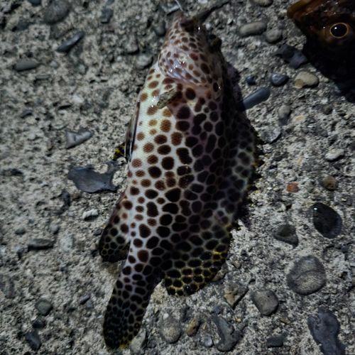 オオモンハタの釣果