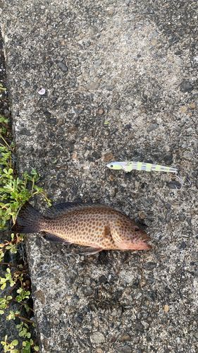 オオモンハタの釣果