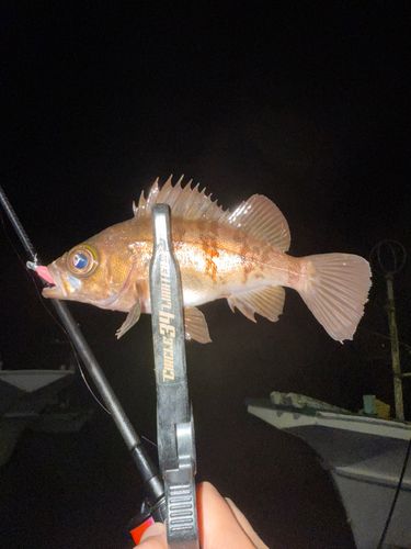 メバルの釣果