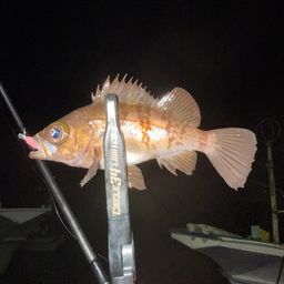 メバル