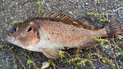 エゾメバルの釣果