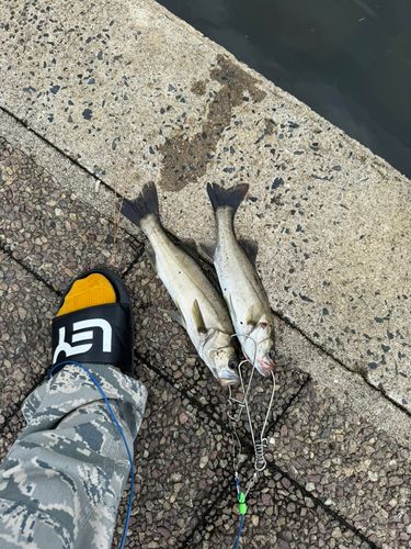 スズキの釣果