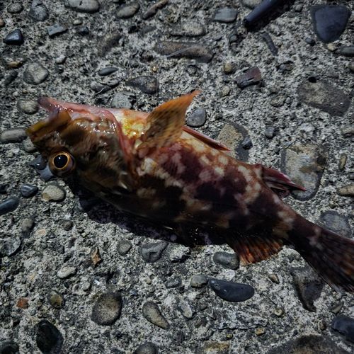 ガシラの釣果