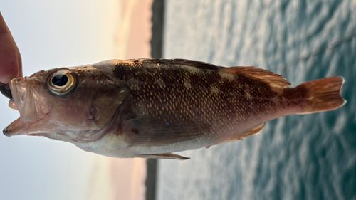 エゾメバルの釣果