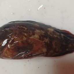 カサゴ