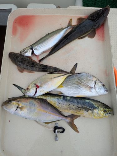 カンパチの釣果
