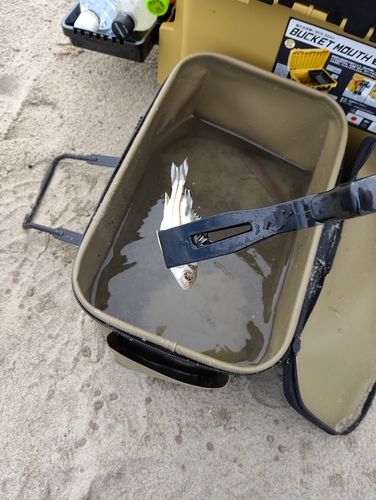 コトヒキの釣果