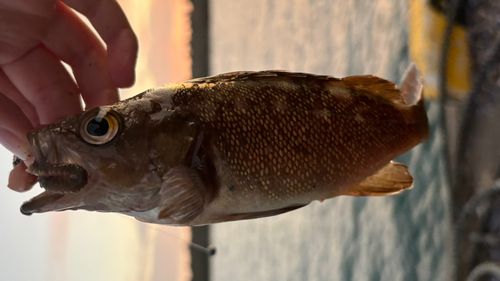 エゾメバルの釣果