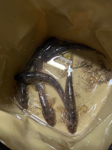 マハゼの釣果