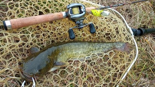 ナマズの釣果