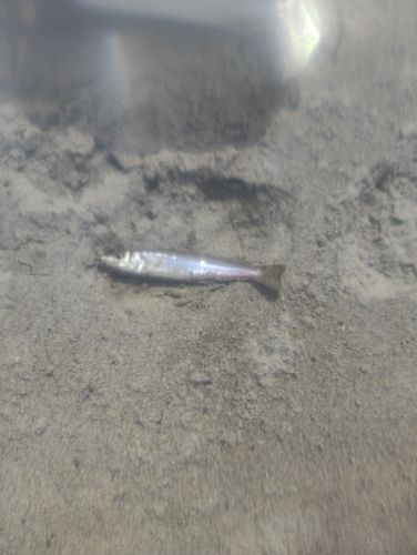 日立沖