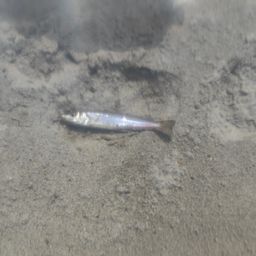 イシモチ