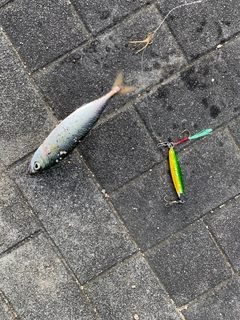 サバの釣果