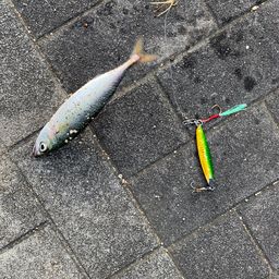 サバ