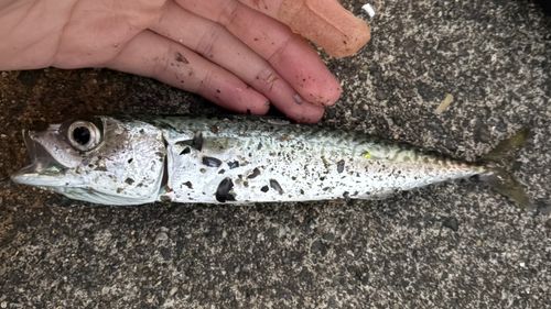 サバの釣果
